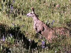 Moschus chrysogaster