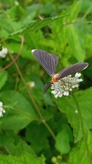Melanchroia chephise