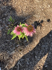 Echinacea
