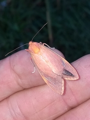 Phaegopterina