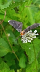 Melanchroia chephise