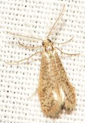 Dissoctena albidella