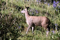 Moschus chrysogaster