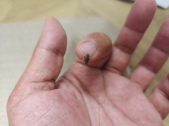 Prosoplus bankii