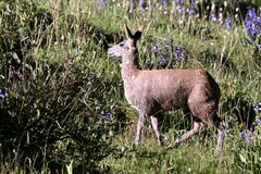 Moschus chrysogaster