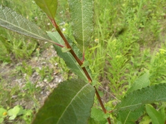 Salix bebbiana