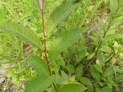 Salix bebbiana