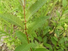 Salix bebbiana