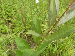 Salix bebbiana