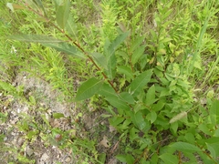 Salix bebbiana
