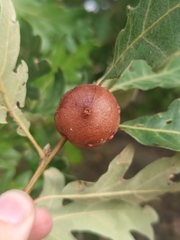 Andricus quercustozae