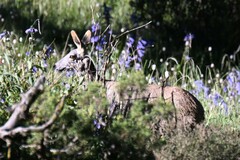 Moschus chrysogaster