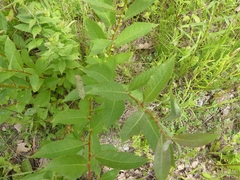 Salix bebbiana