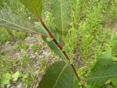 Salix bebbiana