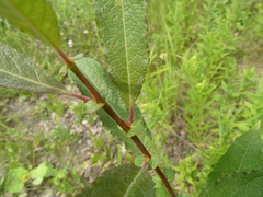 Salix bebbiana
