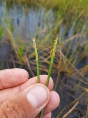 Eleocharis robbinsii