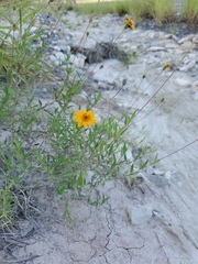 Wedelia hispida