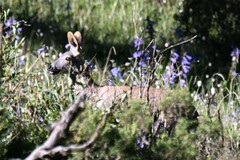 Moschus chrysogaster
