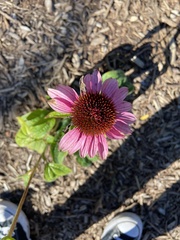Echinacea