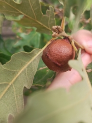 Andricus quercustozae