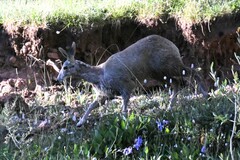 Moschus chrysogaster