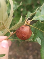 Andricus quercustozae