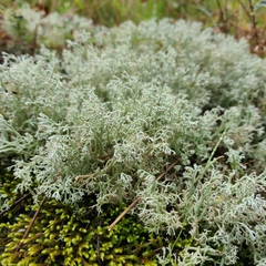 Cladonia arbuscula mitis