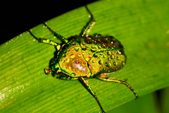 Trigonophorus dilutus