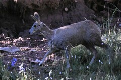Moschus chrysogaster