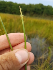 Eleocharis robbinsii
