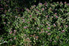 Trifolium hirtum