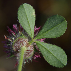 Trifolium hirtum