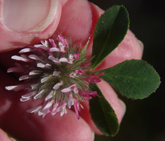 Trifolium hirtum