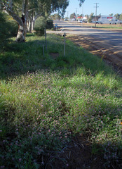 Trifolium hirtum