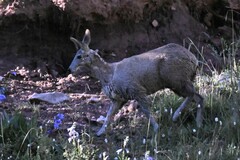 Moschus chrysogaster