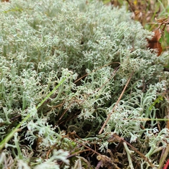 Cladonia arbuscula mitis