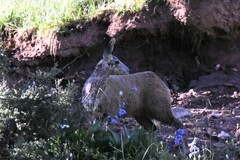 Moschus chrysogaster