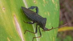 Acanthocephala femorata