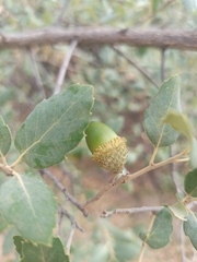 Quercus suber