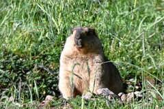 Marmota himalayana