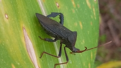 Acanthocephala femorata