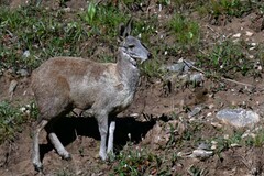 Moschus chrysogaster