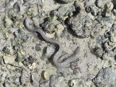 Gymnothorax pictus