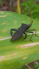 Acanthocephala femorata