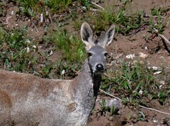 Moschus chrysogaster