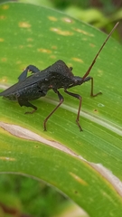 Acanthocephala femorata