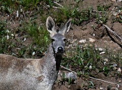 Moschus chrysogaster