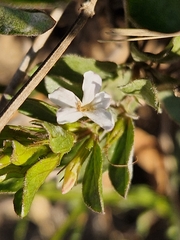 Dyschoriste setigera