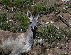 Moschus chrysogaster