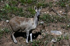 Moschus chrysogaster